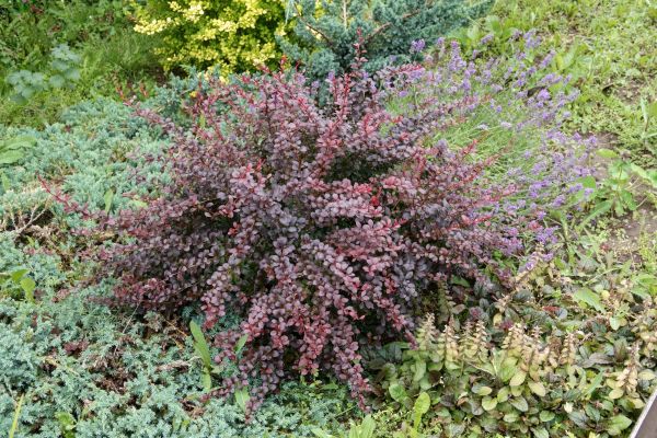 Cost of Japanese Barberry Removal in Huntington Beach