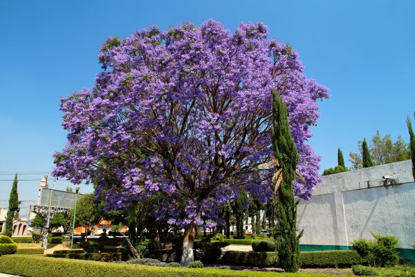 Cost of Jacaranda Pruning in Huntington Beach