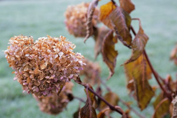 Hydrangea Removal in Huntington Beach