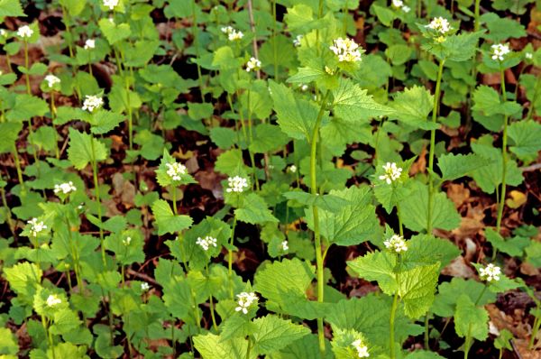 Cost of Garlic Mustard Removal in Huntington Beach