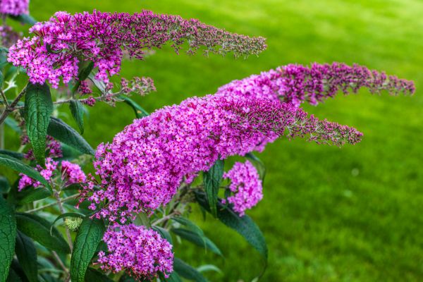 Cost of Butterfly Bush Removal in Huntington Beach