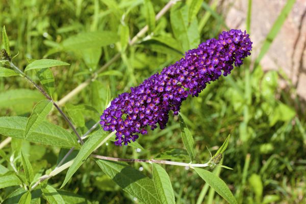 Butterfly Bush Pruning in Huntington Beach
