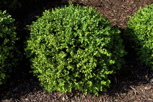 Cost of Boxwood Removal in Huntington Beach