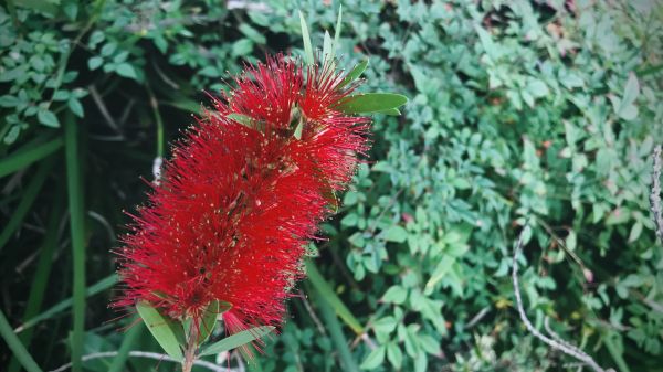 Cost of Bottlebrush Pruning in Huntington Beach