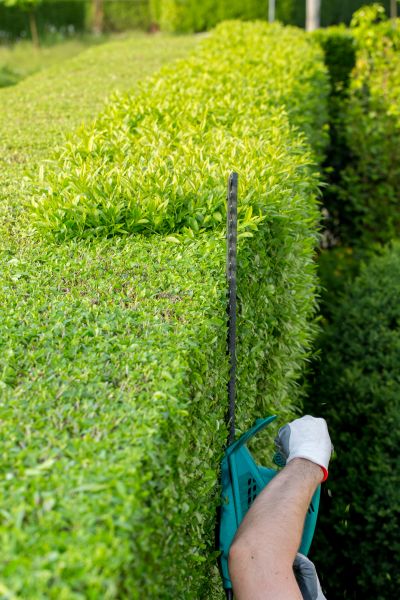 Hedge Trimming in Huntington Beach